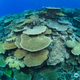 Illustration for article titled The Great Barrier Reef Is Becoming More Heat-Resistant—at a Price